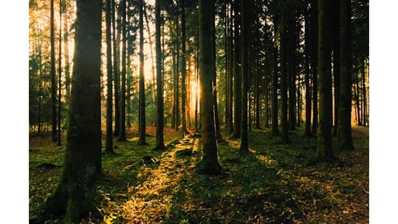 Askerden Çok Direnişçi