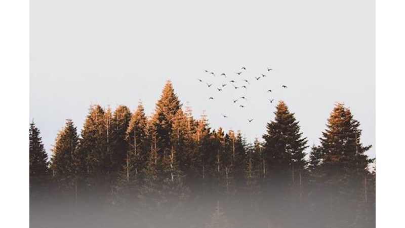 Tek Başına Savaşamıyor