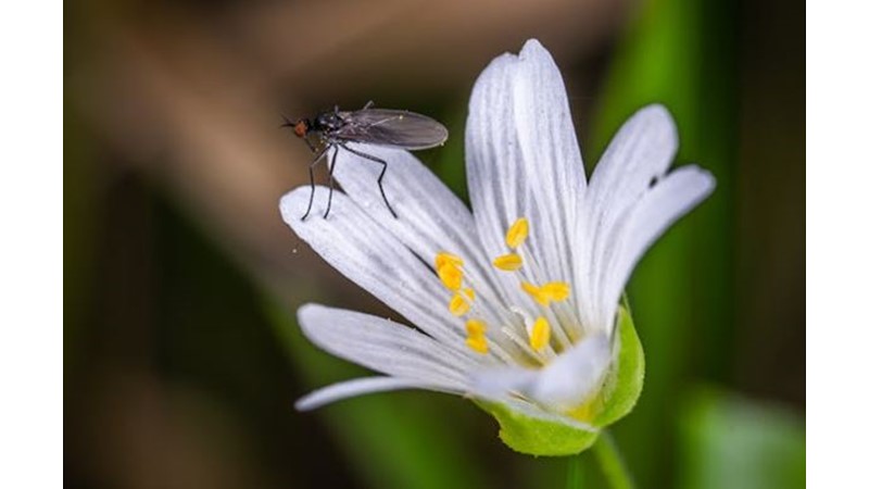Bitkilerin Zeki Olma İhtimali