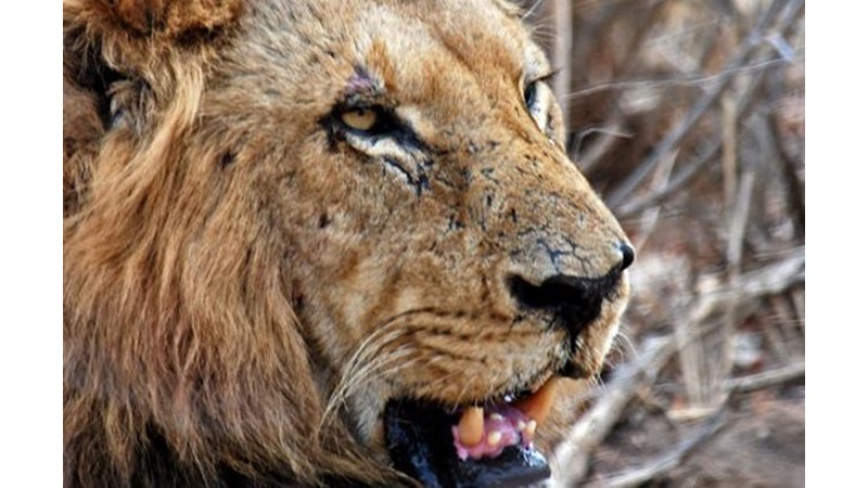 Cesaret Kapsayıcı Olabilir