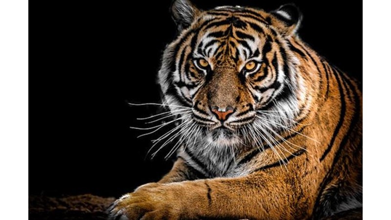 Karakteristik Özelliklerin Hayvanlara Benzetilmesi