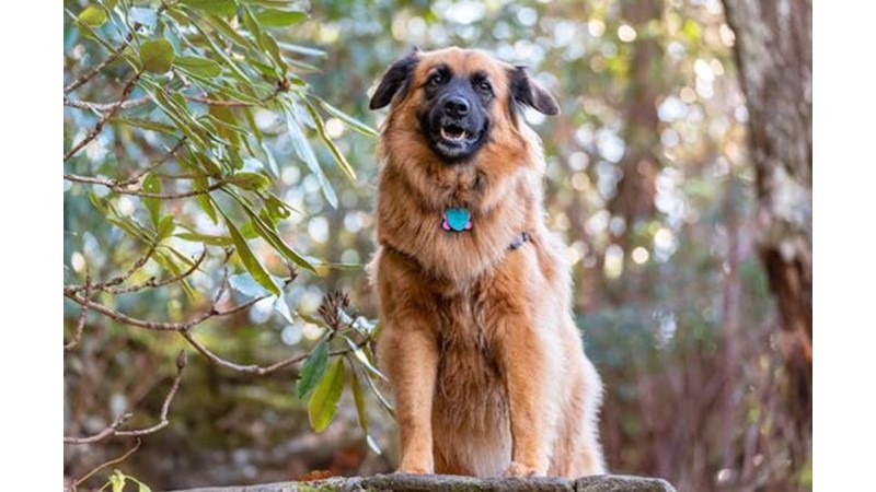 İnsani Duyguları Hayvanlarda Aramak