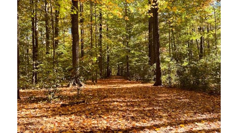 Sahte Ricata Kandılar