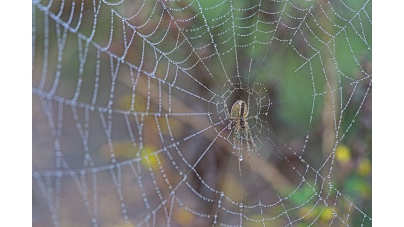 Vicdana Uyan Tuzaklar