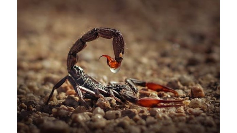 Bazı İnsanlar En Sonunda Kendisini Bitirir
