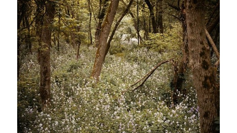 Akkoyunlu Ordusu Dökülüyor