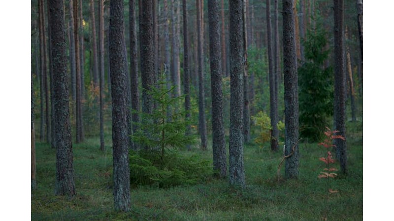 Macar Hakimiyeti Tam Olarak Kırılamadı
