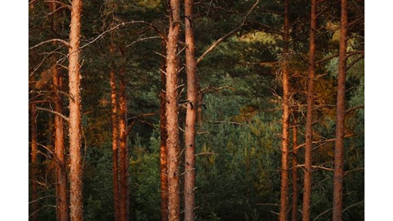 Venedik İyice Yalnızlaştı