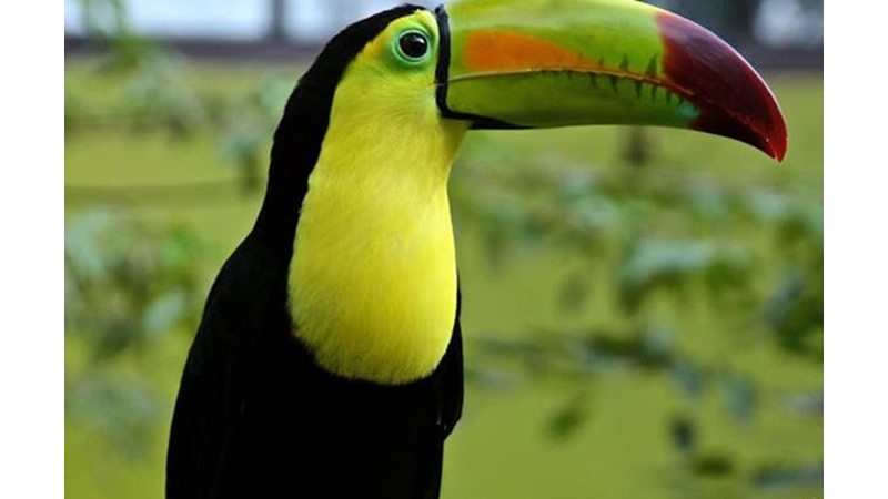 Karakteristik Özelliklerin Hayvanlara Benzetilmesi