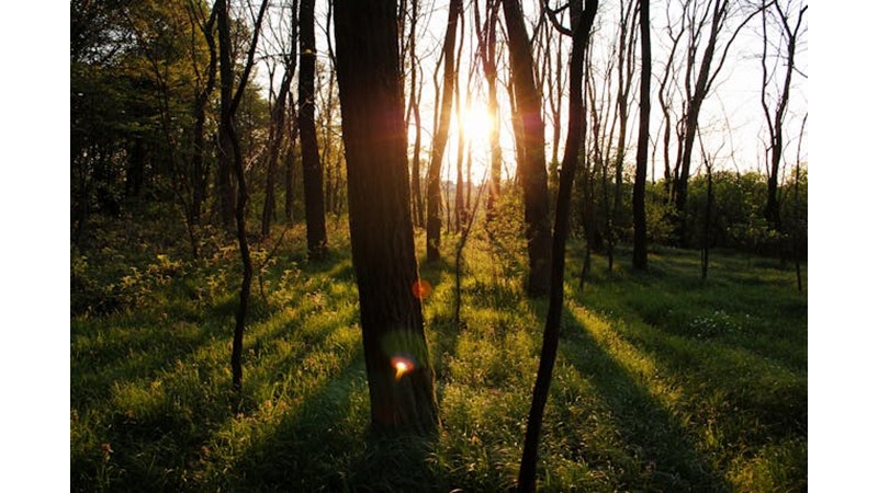 Osmanlı Devleti'nin Etrafı Sarılıyor