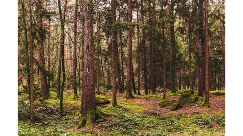 Venedik'in Savaşacak Gücü Kalmadı
