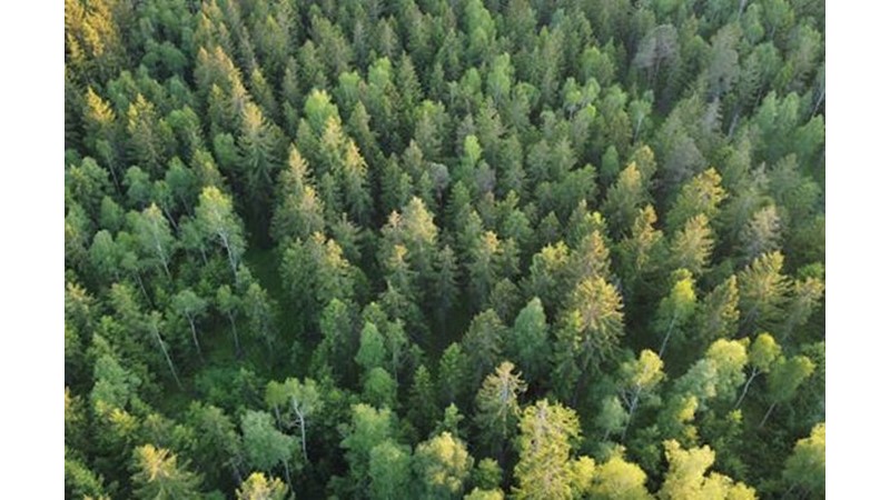 Savaşacak Düşman Kalmadı