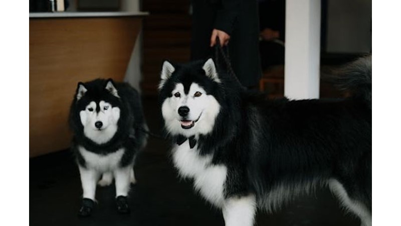 İnsani Duyguları Hayvanlarda Aramak