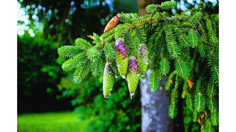 Zafer Herkese Duyuruldu