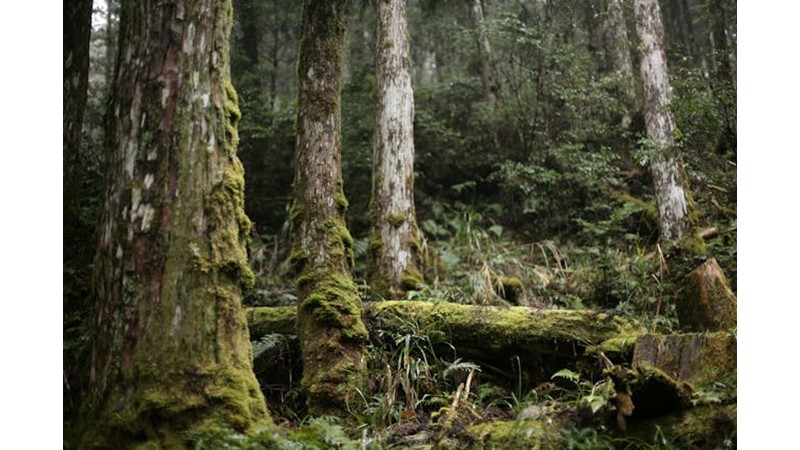Ortak Güvenlik Endişesi