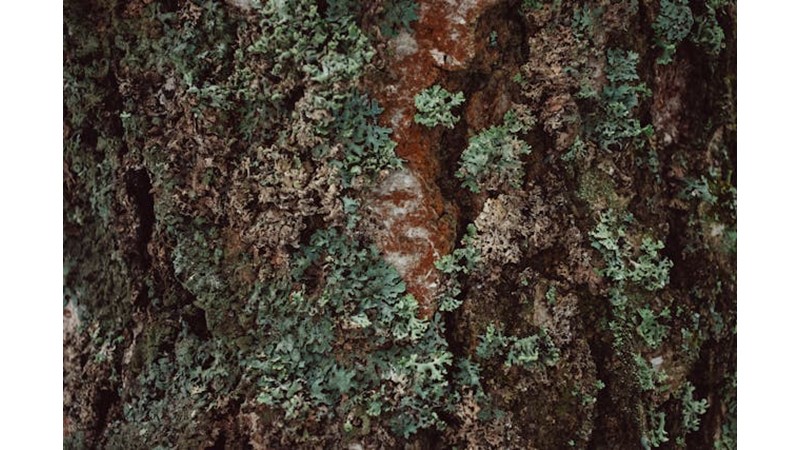 Büyük Bir Savaş Olacak