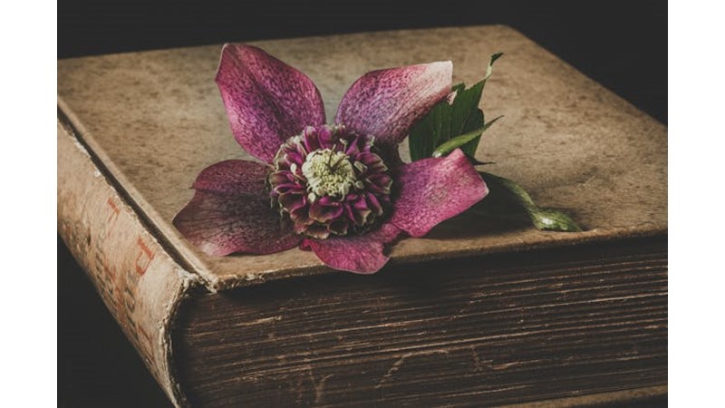 Bilginin Yozlaşması