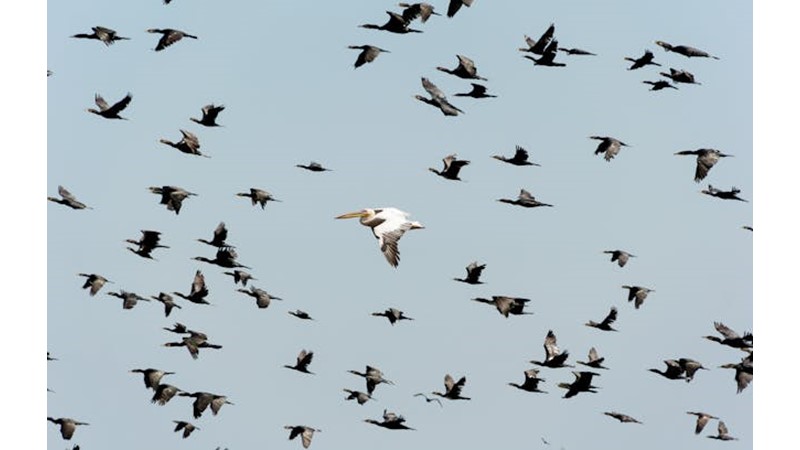 Olası Gelecek: Küresel Göçler