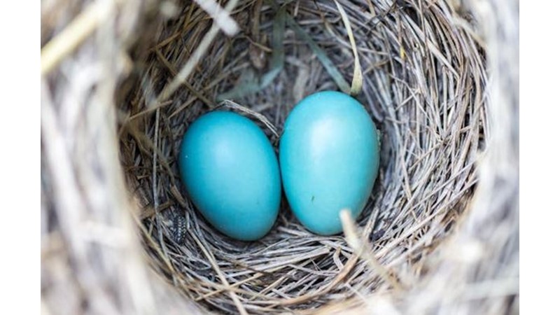Her Şeye Yeniden Başlamak