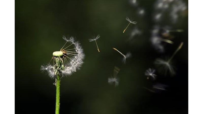 Bitkilerin Zeki Olma İhtimali