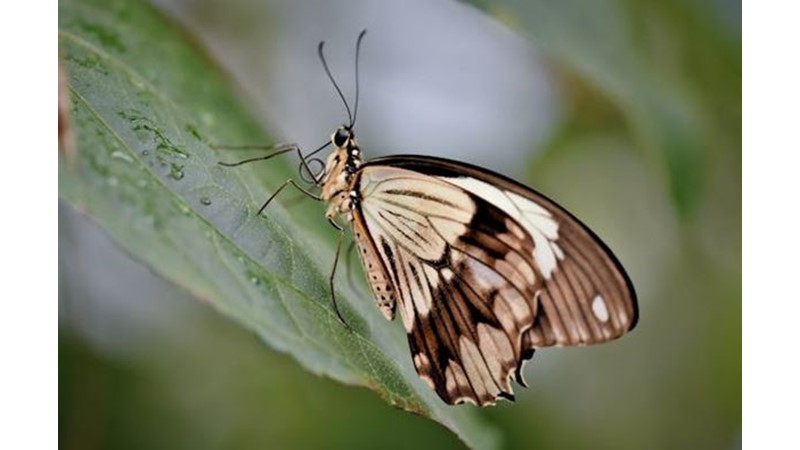 Başkasını Dönüştürme