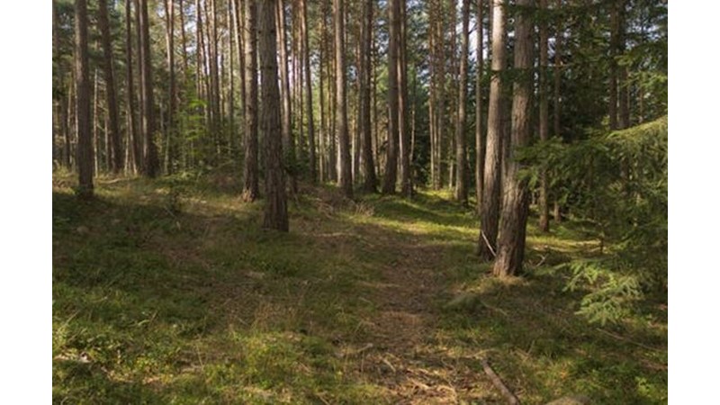 İtalya'dan Dönüş