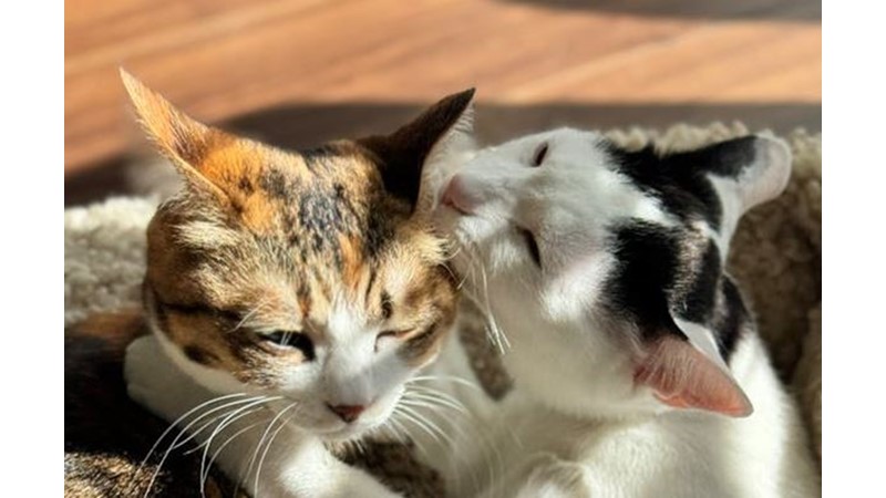 Tam Söyleneni Almamak