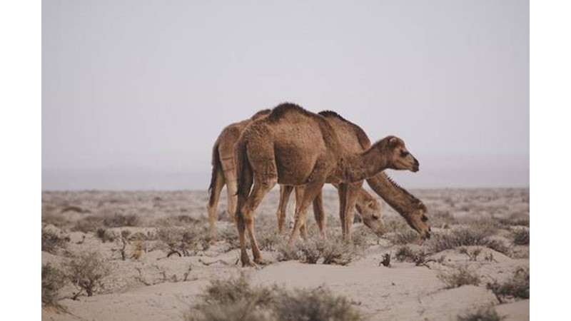 İmparator Saldırıya Başladı