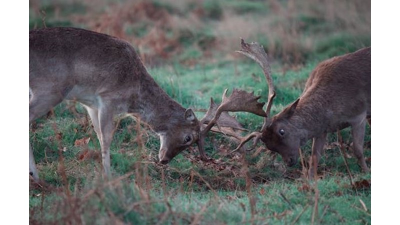 Doğada Güç Kavramı