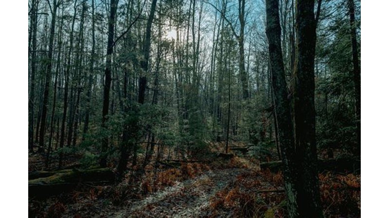 Arnavutluk Sarıldı