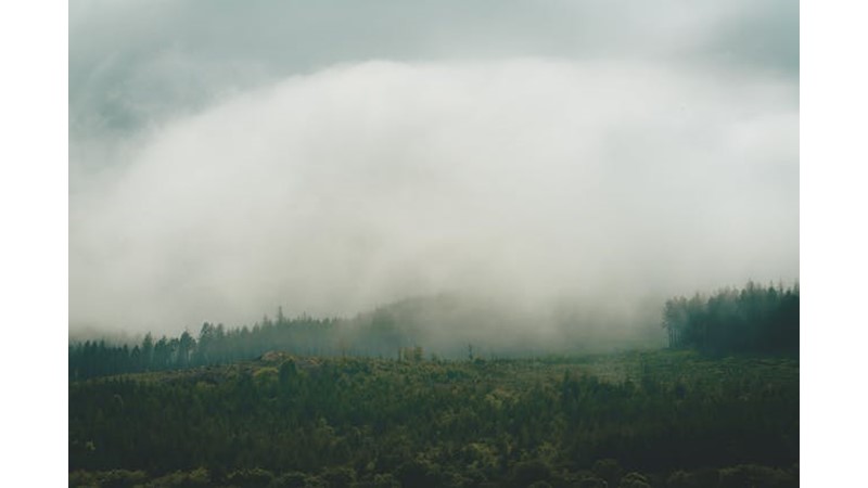 Yeni Haçlı İttifakı