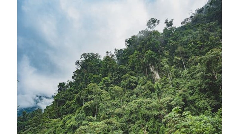 Büyük Kartal Hayatını Kaybetti