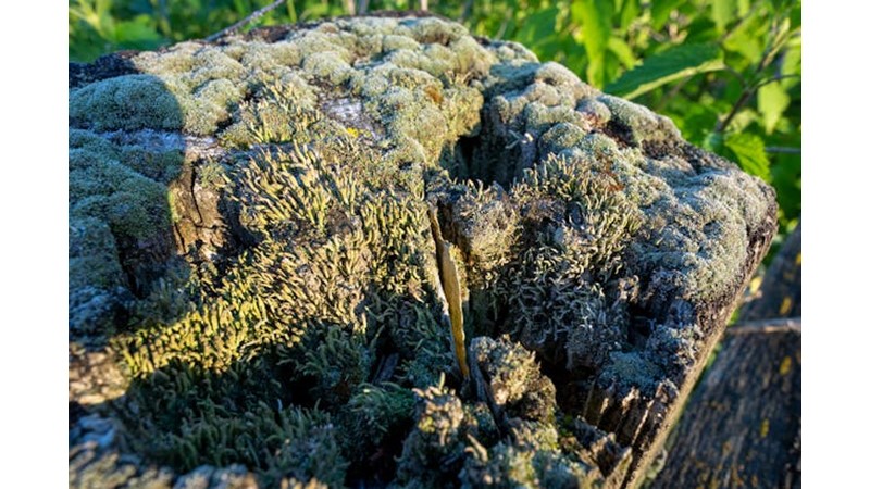 Mora'da Zafer Yakın