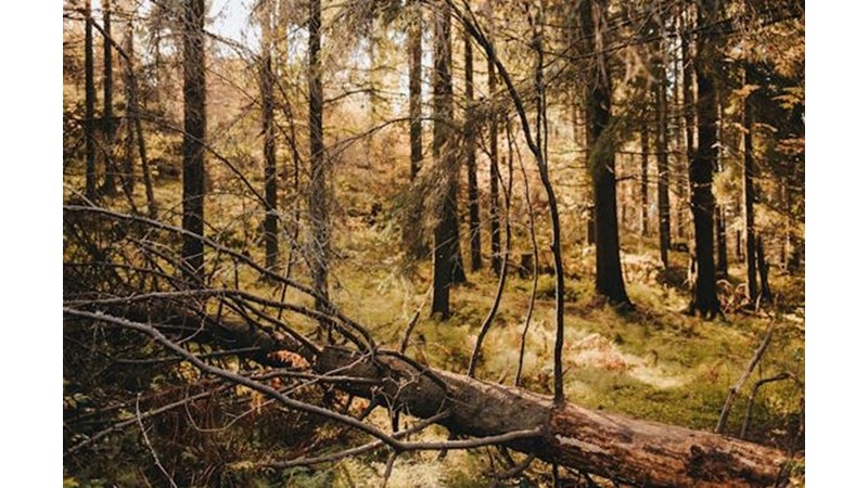 Osmanlı için Yüzyılın Sorunu Başladı