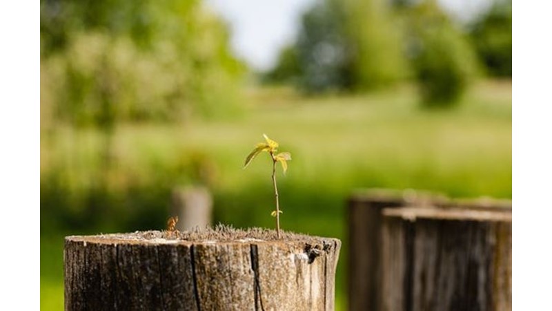 İnsan Doğasının Temeli