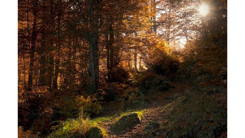 Barış Sağlanamadı