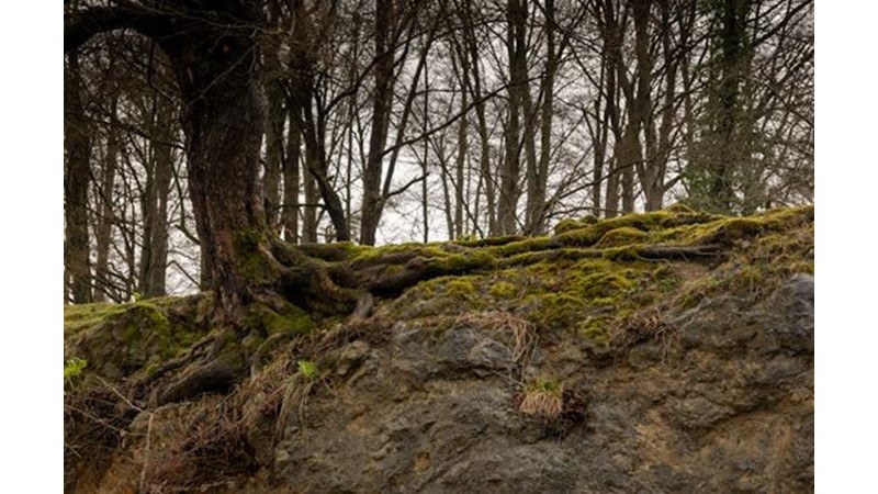 Cem Sultan Rumeli'ye Gelemedi