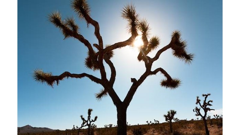 Sultanlığa Son Adımlar