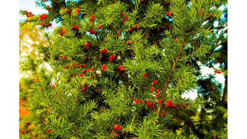 SİZE İLGİNÇ GELEBİLECEK AĞAÇ İNANIŞLARI