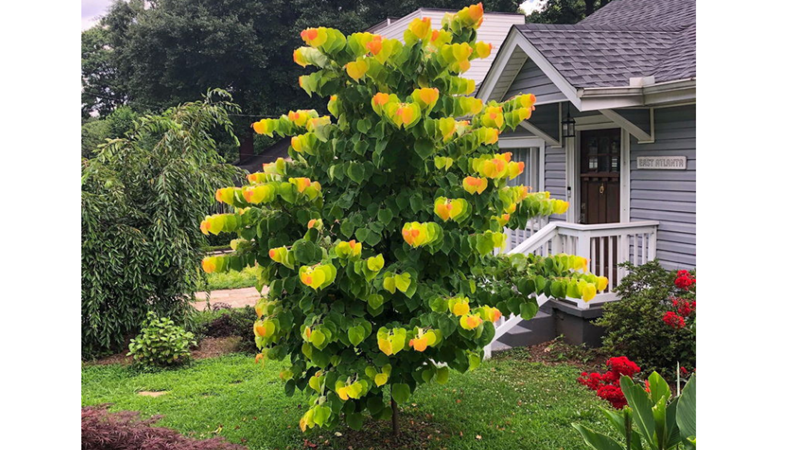 GERÇEK Mİ DEDİRTEN EN GARİP BİTKİLER