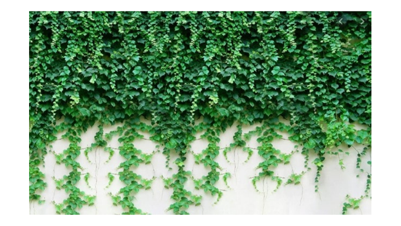 SİZE İLGİNÇ GELEBİLECEK AĞAÇ İNANIŞLARI