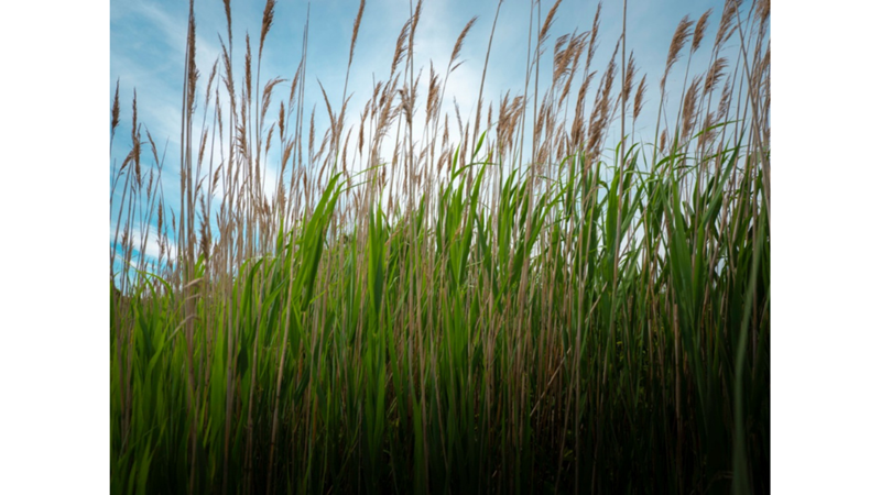 SİZE İLGİNÇ GELEBİLECEK AĞAÇ İNANIŞLARI