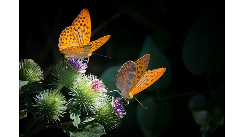 Kelebek Gözlemleme Etkinlikleri