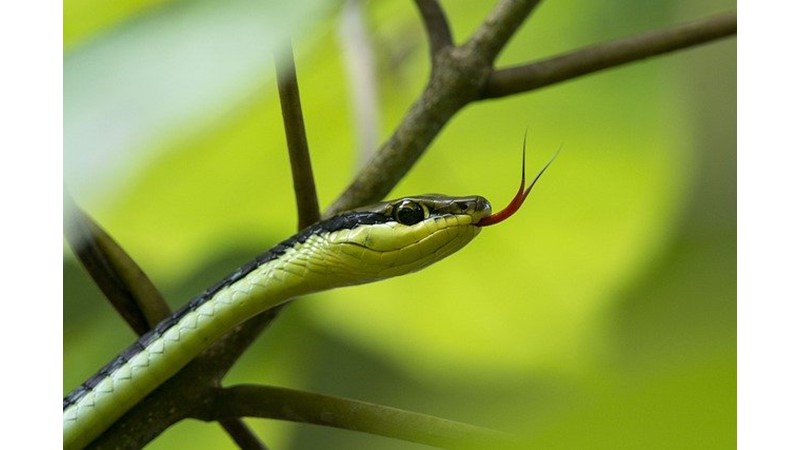 Kültürel İnanç Sembolü: Yılan (VII)