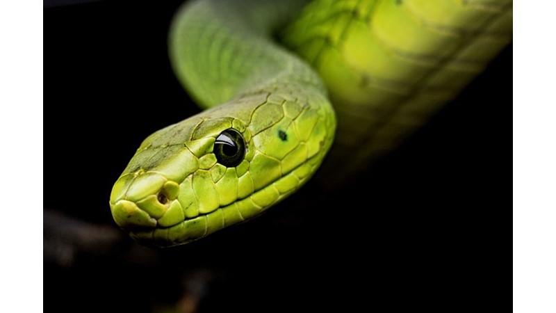 Kültürel İnanç Sembolü: Yılan (VII)