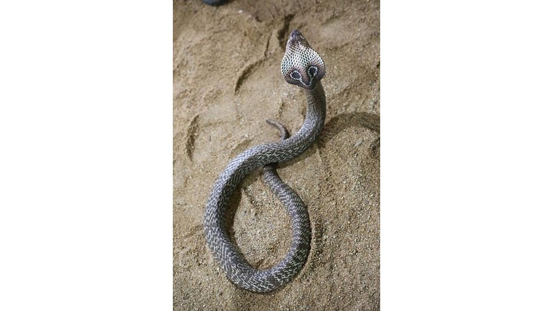 Kültürel İnanç Sembolü: Yılan (XVIII)