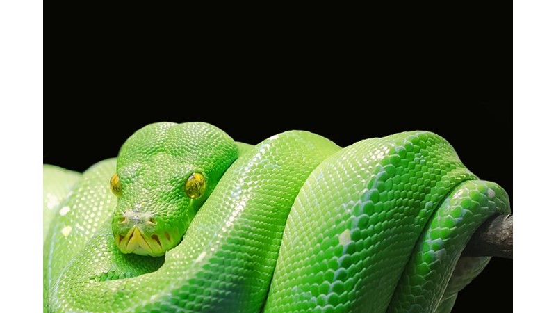 Kültürel İnanç Sembolü: Yılan (VII)