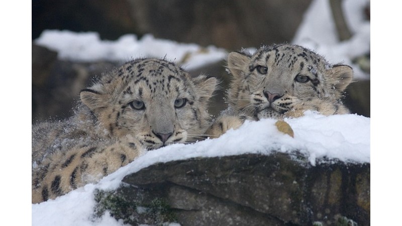 Kar Leoparları Tehlikede