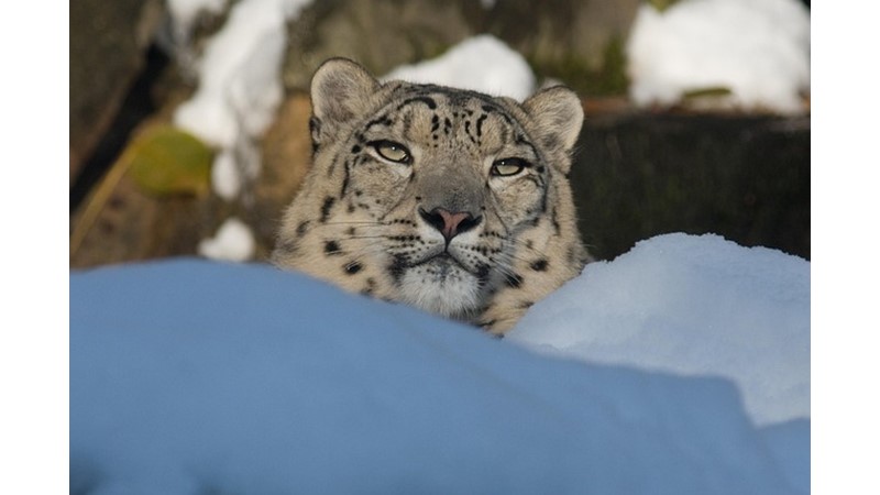 Kar Leoparları Tehlikede