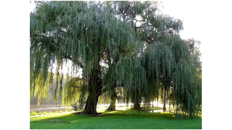 SİZE İLGİNÇ GELEBİLECEK AĞAÇ İNANIŞLARI